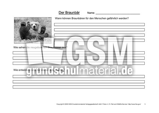 Braunbär-Fragen-3.pdf